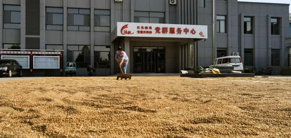 大院晒粮，塔内烘干——山东夏粮产后服务见闻