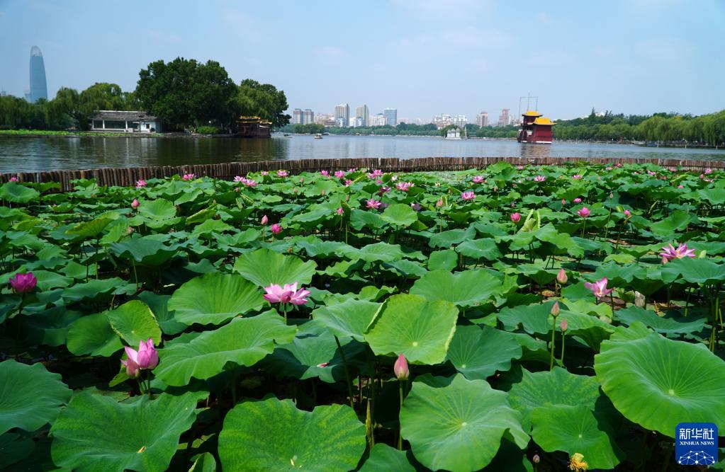 济南大明湖：夏日荷花始盛开