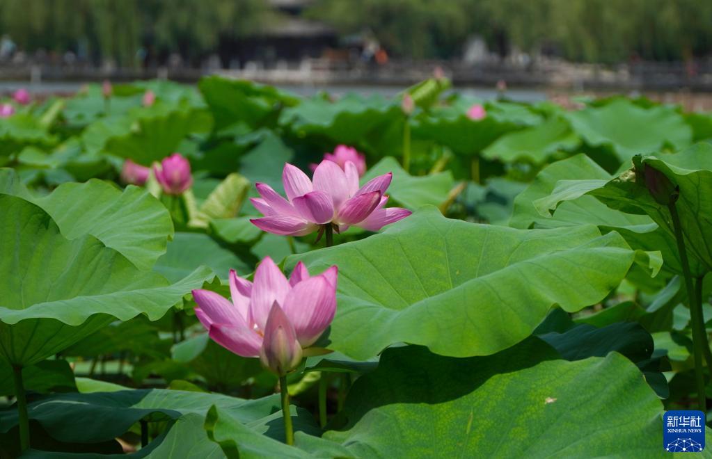 济南大明湖：夏日荷花始盛开