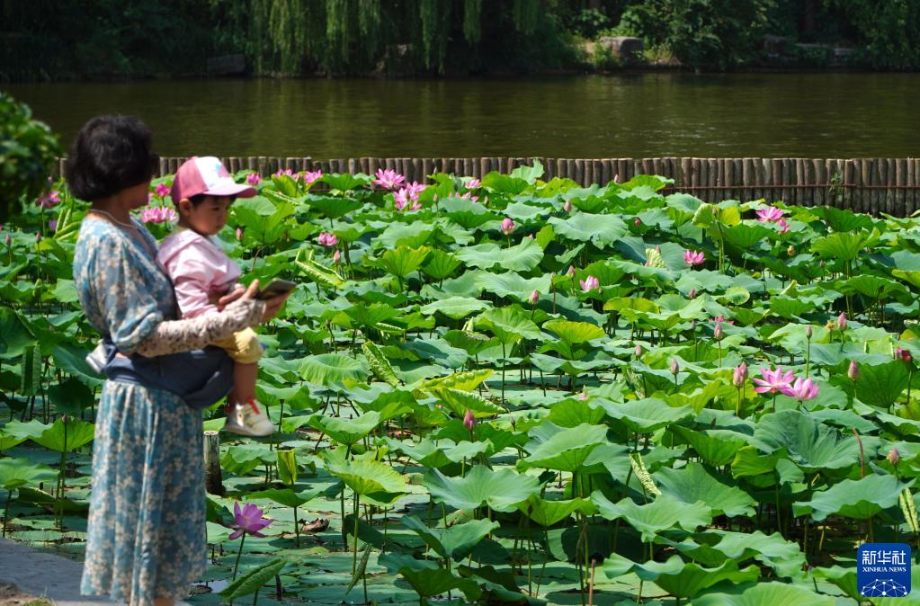 济南大明湖：夏日荷花始盛开