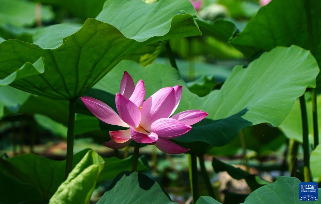 济南大明湖：夏日荷花始盛开