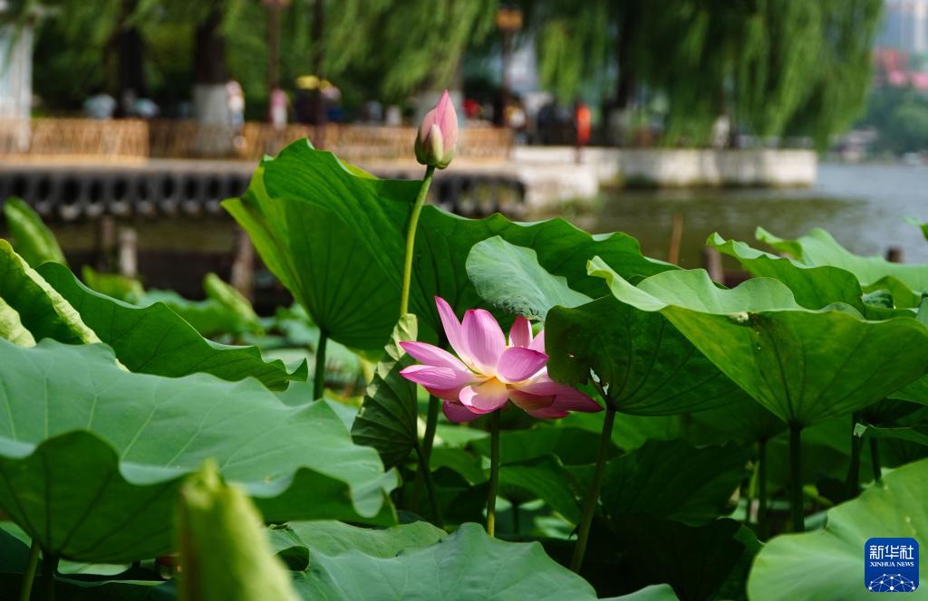 济南大明湖：夏日荷花始盛开