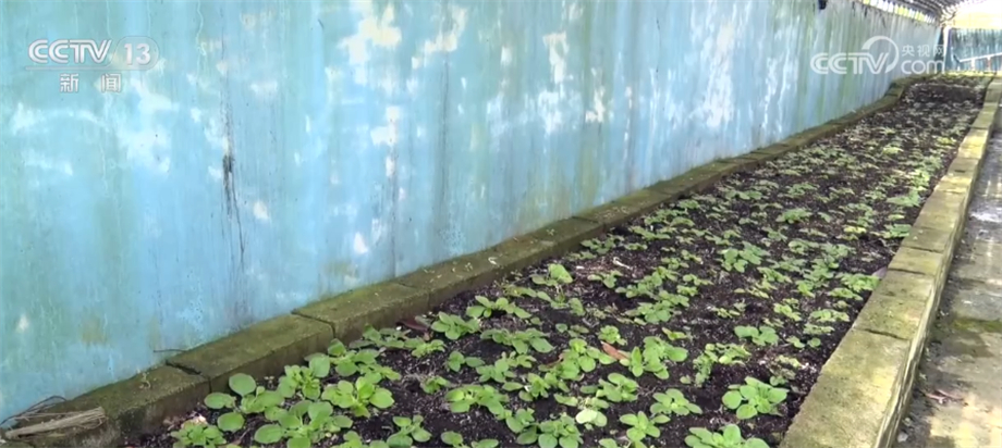 曾经的濒危植物秦岭石蝴蝶首次大规模野外回归