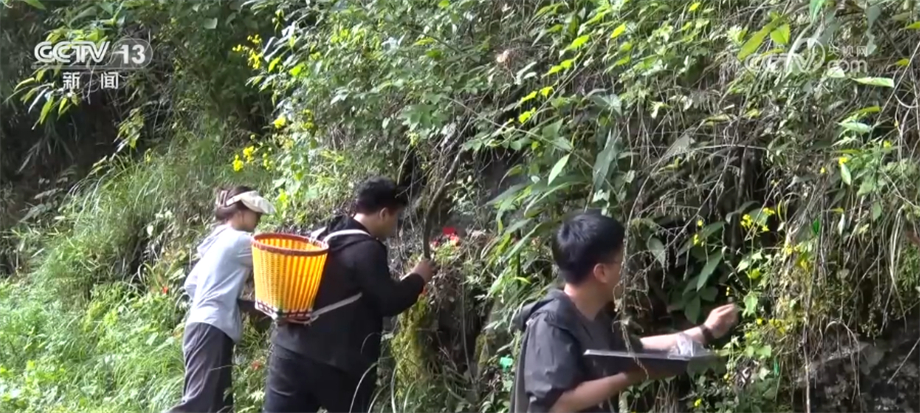 曾经的濒危植物秦岭石蝴蝶首次大规模野外回归