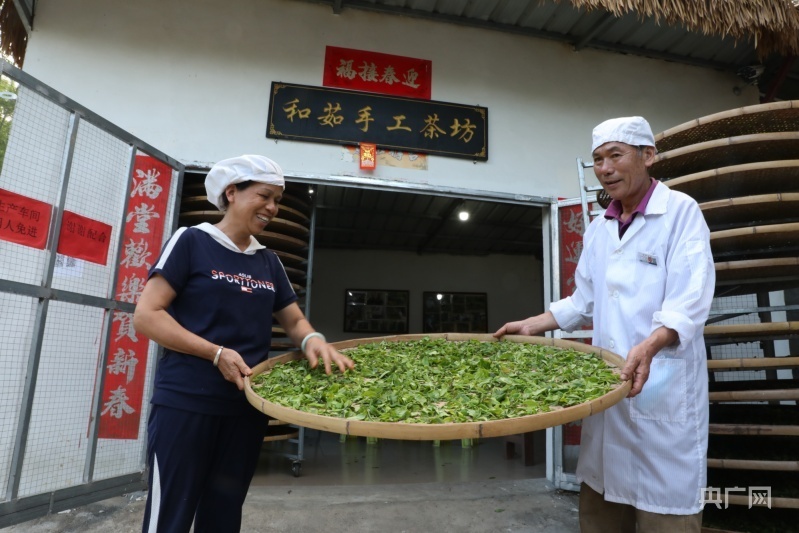 “毛纳村的大叶茶特别香，不信你们尝尝！”丨高质量发展调研行·海南站