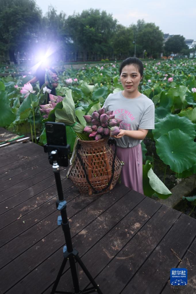 “荷花经济”助增收