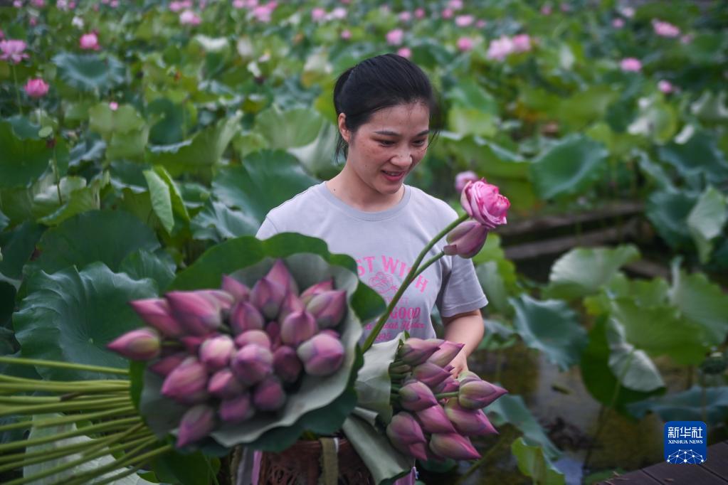 “荷花经济”助增收