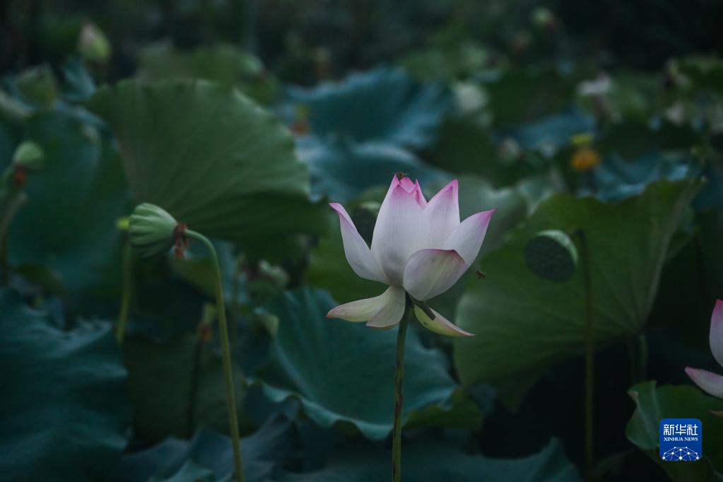 “荷花经济”助增收