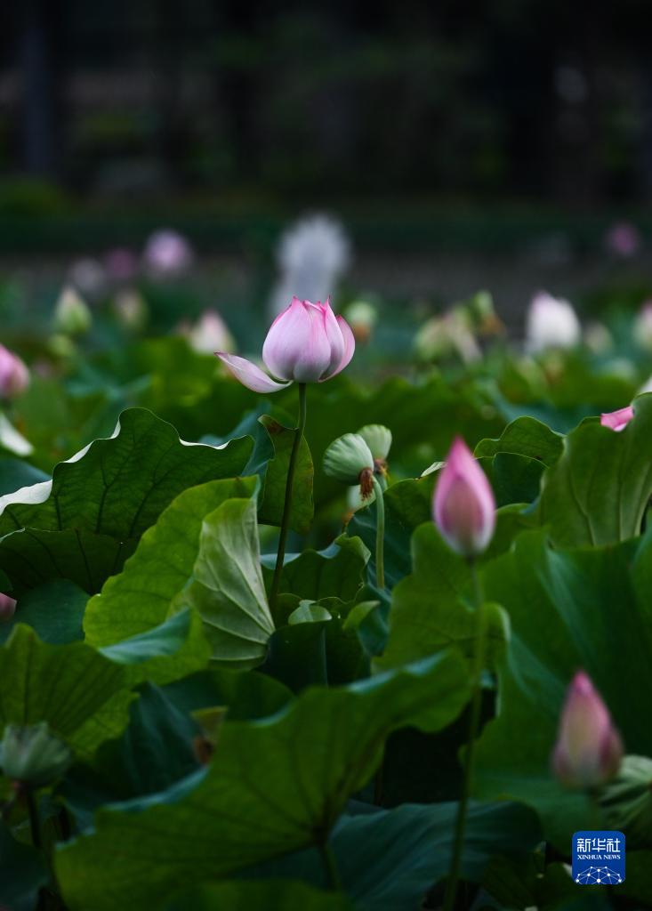 “荷花经济”助增收
