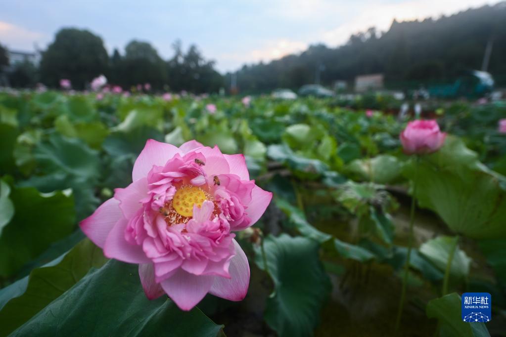 “荷花经济”助增收