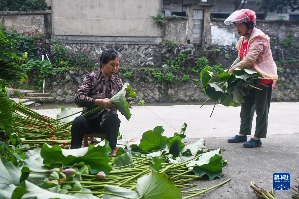 “荷花经济”助增收