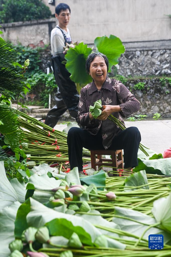 “荷花经济”助增收