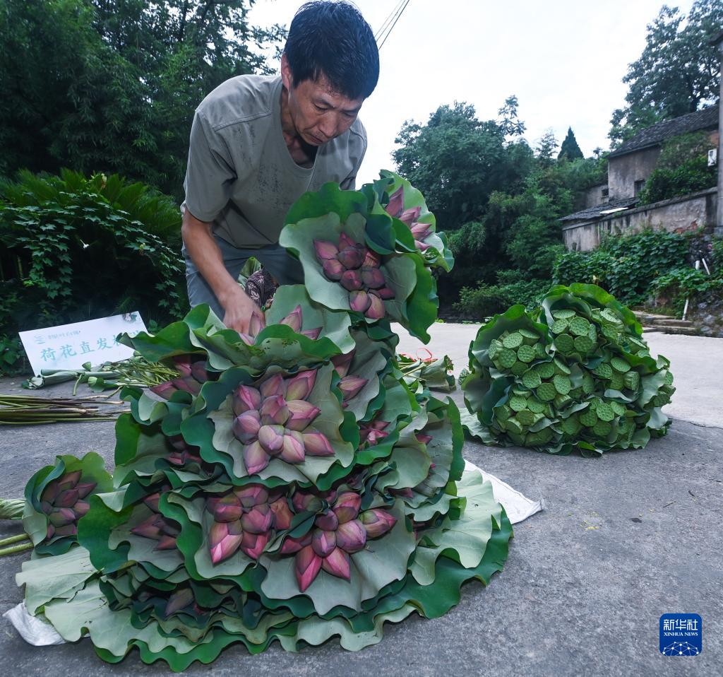 “荷花经济”助增收
