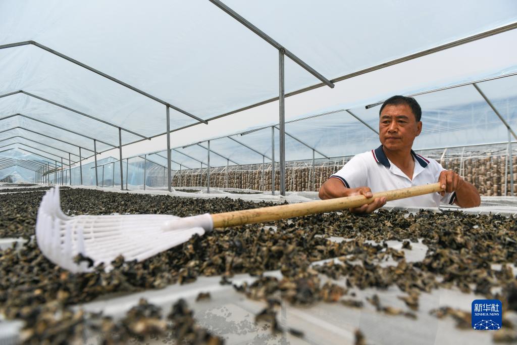内蒙古扎兰屯：黑木耳产业助力乡村振兴