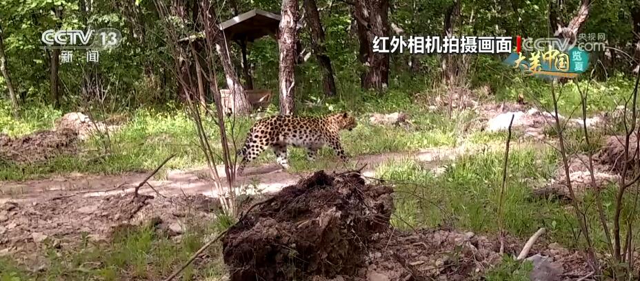 打造优良栖息环境 保护生物多样性 东北虎豹种群数量得到提升