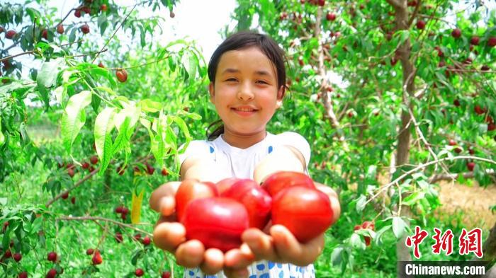 “桃”不掉的甜蜜！新疆库车百亩桃子喜丰收