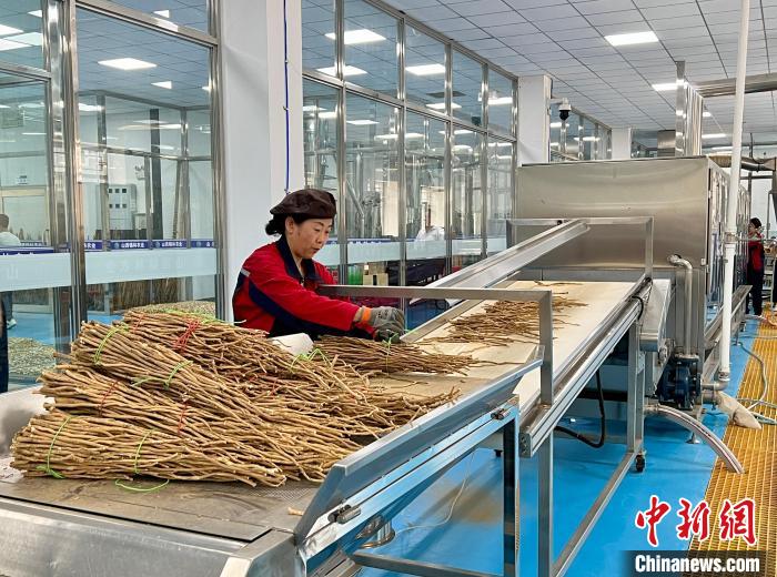 山西青年返乡创业:黄芪种植铺就农民增收路