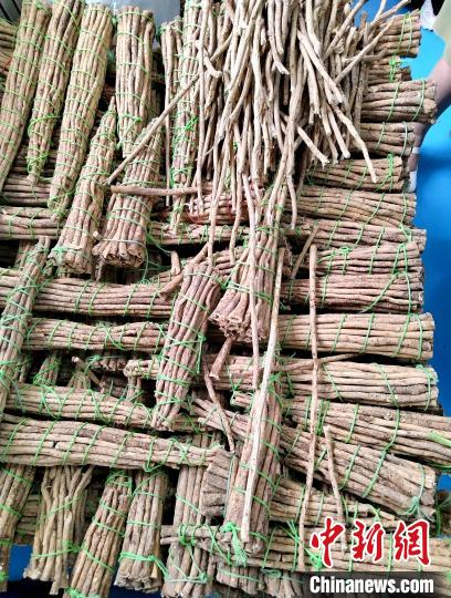 山西青年返乡创业:黄芪种植铺就农民增收路