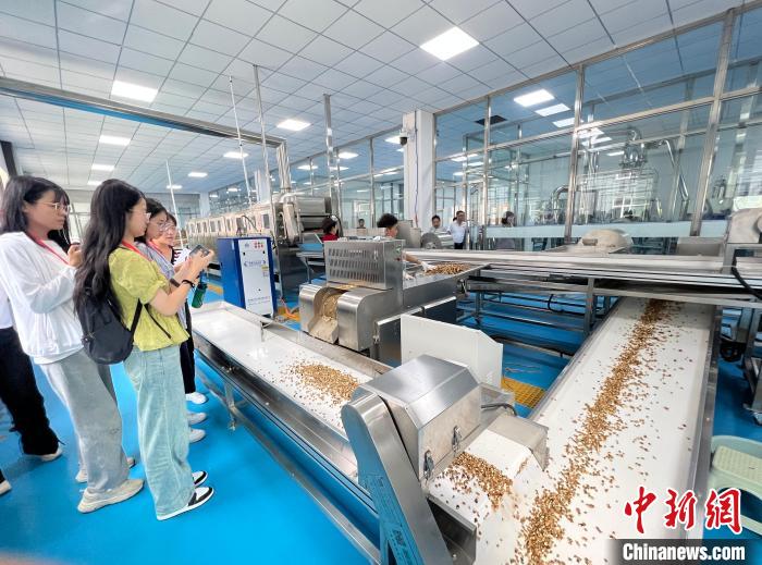 山西青年返乡创业:黄芪种植铺就农民增收路