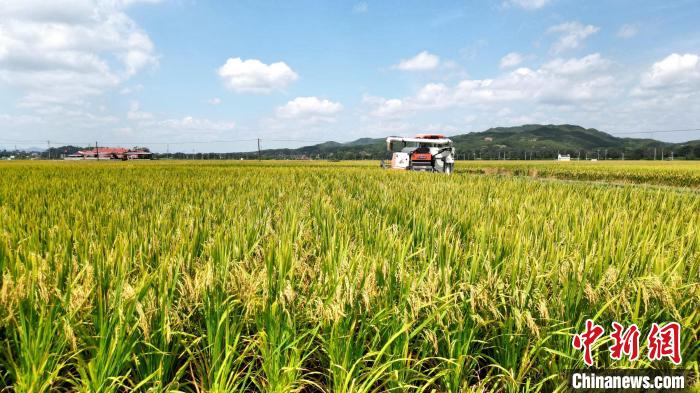 乡约福建:长汀夏收好丰景