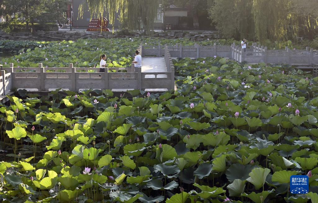 荷映许昌满城芳