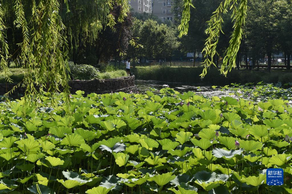 荷映许昌满城芳