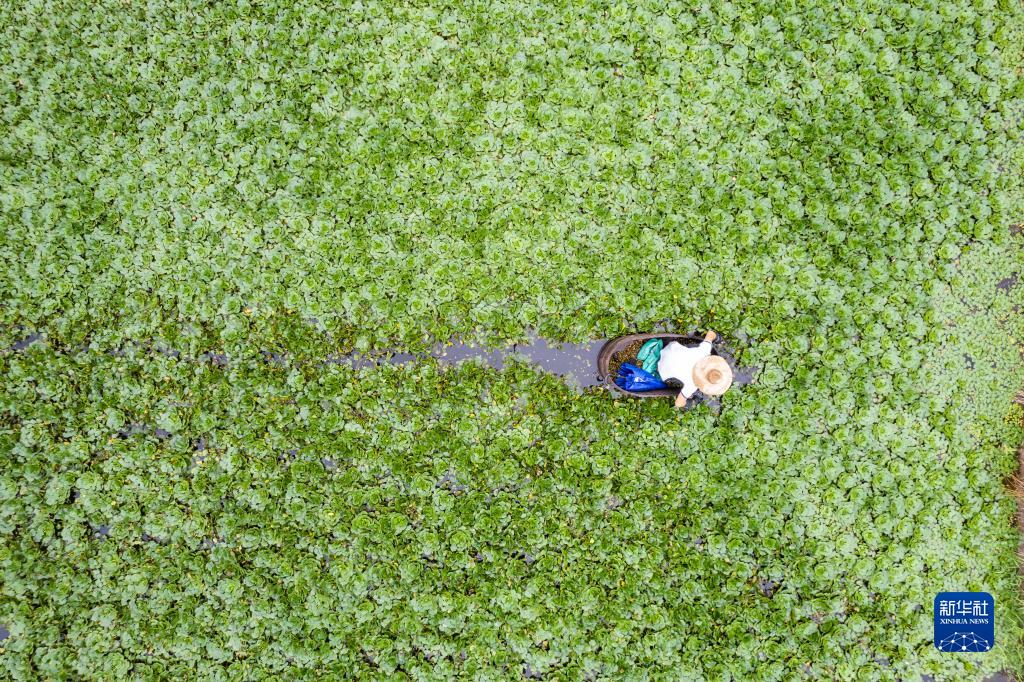 湖南南县：水上果蔬采收忙