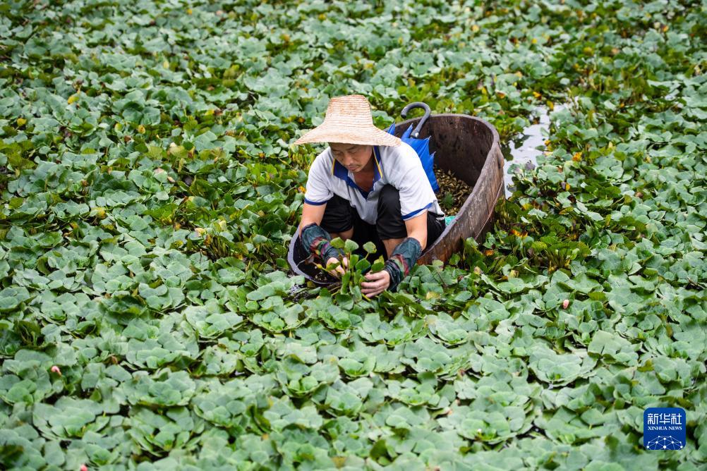 湖南南县：水上果蔬采收忙