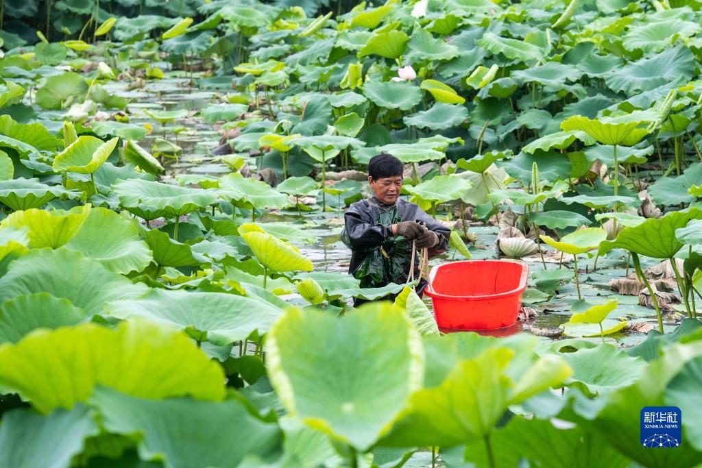 湖南南县：水上果蔬采收忙