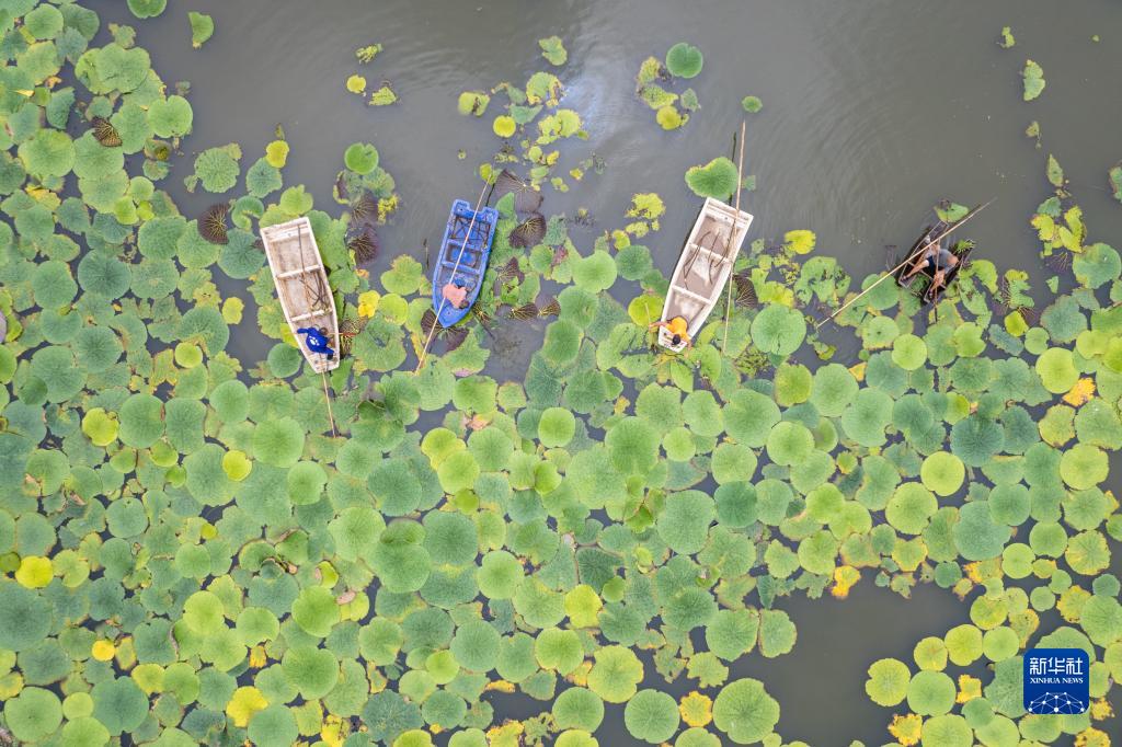 湖南南县：水上果蔬采收忙