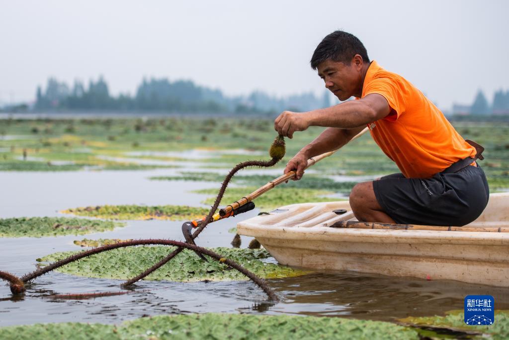 湖南南县：水上果蔬采收忙