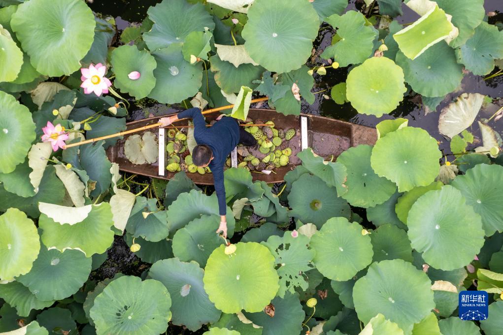 湖南南县：水上果蔬采收忙