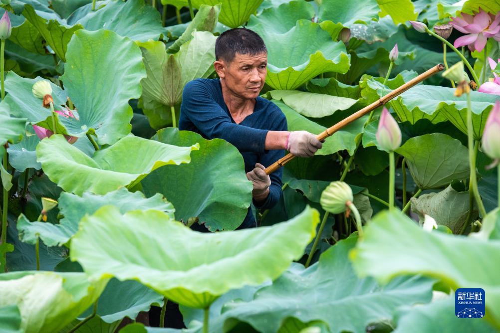 湖南南县：水上果蔬采收忙