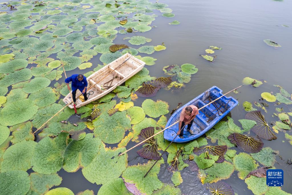湖南南县：水上果蔬采收忙