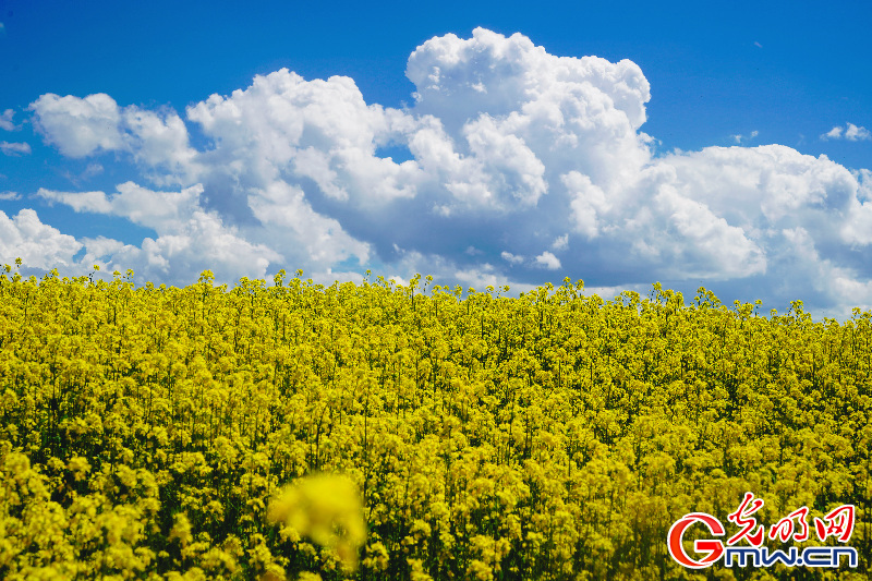 我们的家园丨【组图】若诗若画若尔盖 大河安澜油菜香