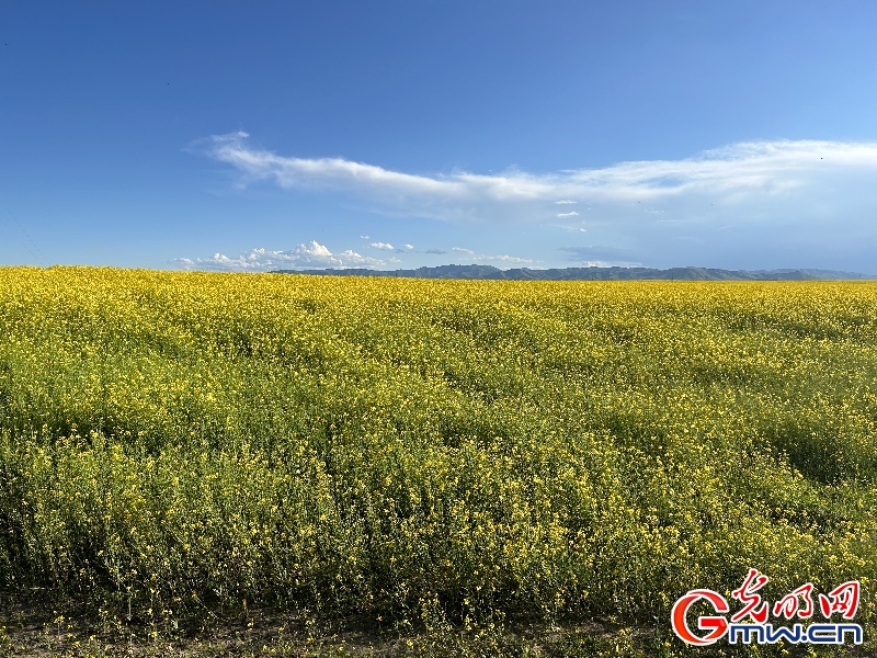 我们的家园丨【组图】若诗若画若尔盖 大河安澜油菜香