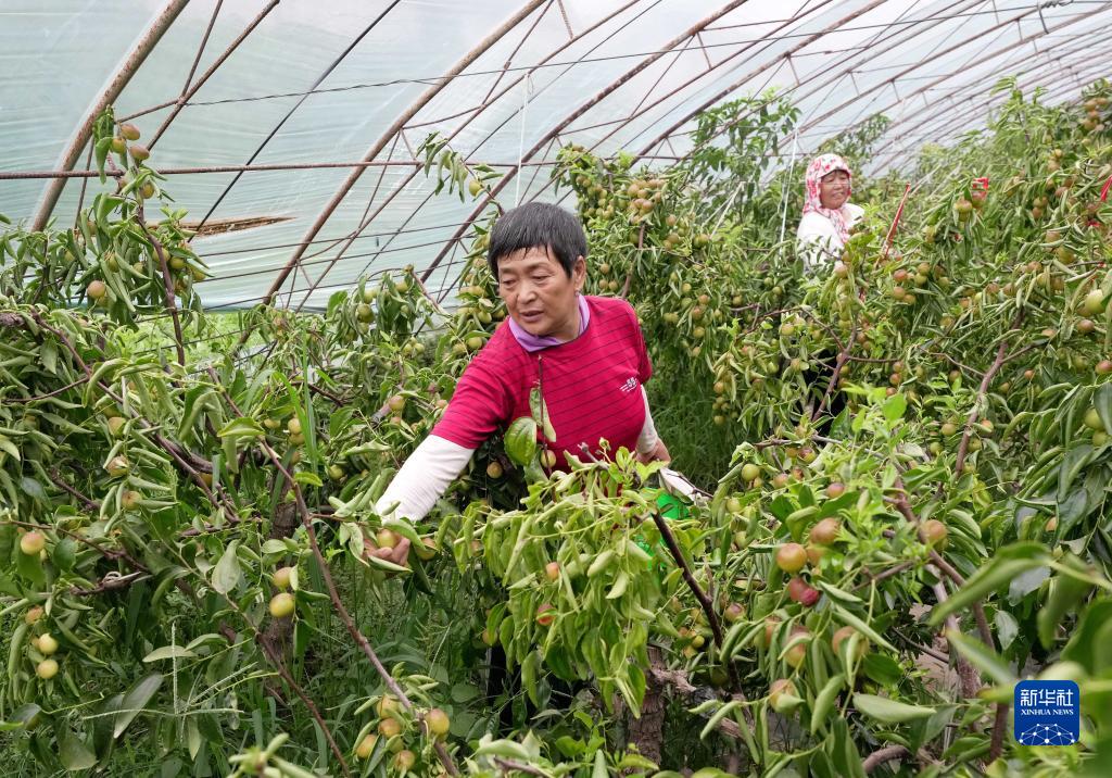 河北黄骅：大棚冬枣采摘忙