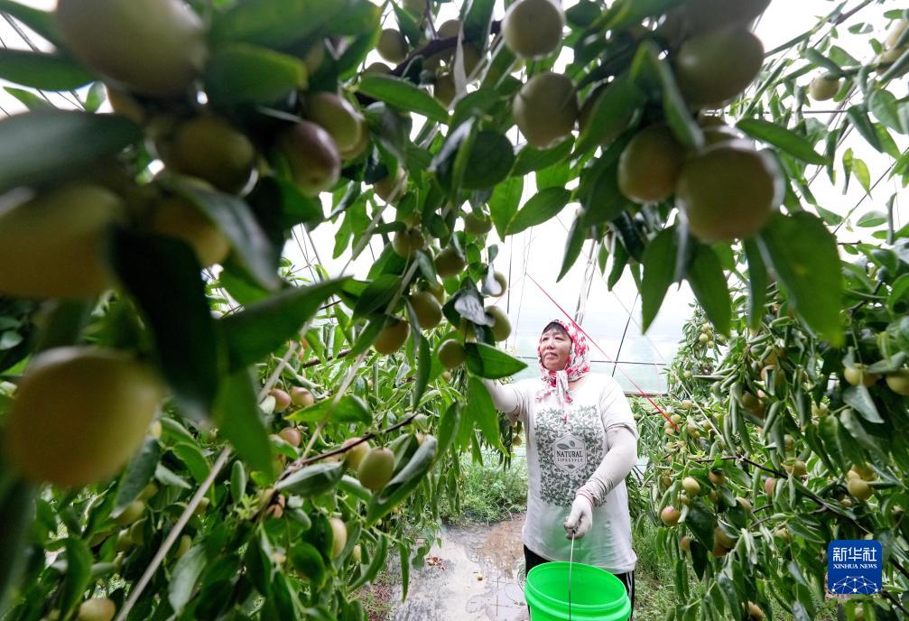 河北黄骅：大棚冬枣采摘忙