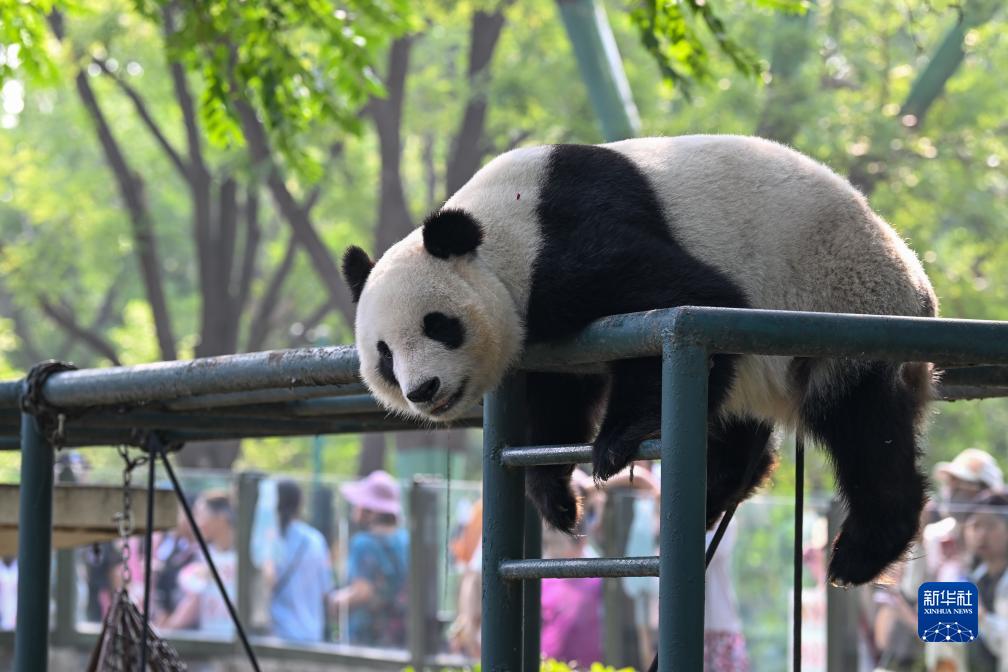 大熊猫“喜乐”迎来10岁生日
