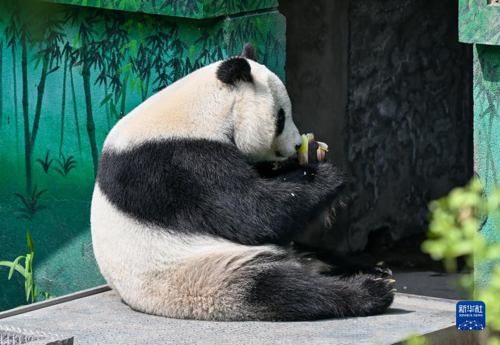 大熊猫“喜乐”迎来10岁生日