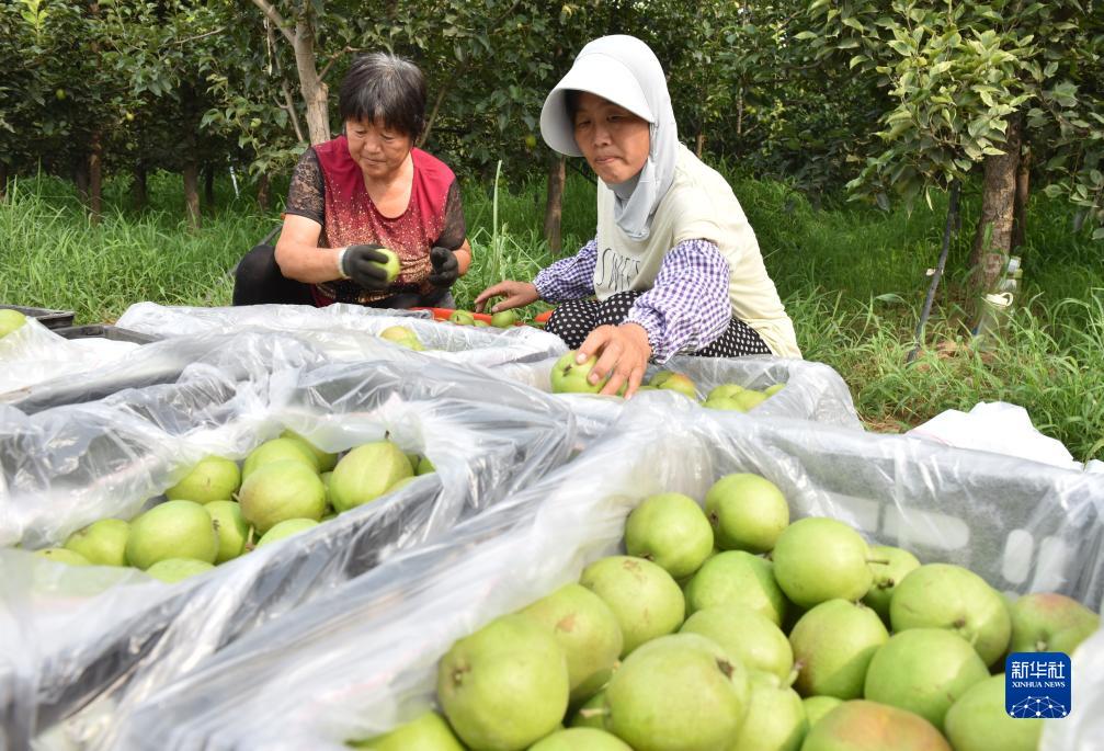 河北威县：沙荒地上梨果飘香