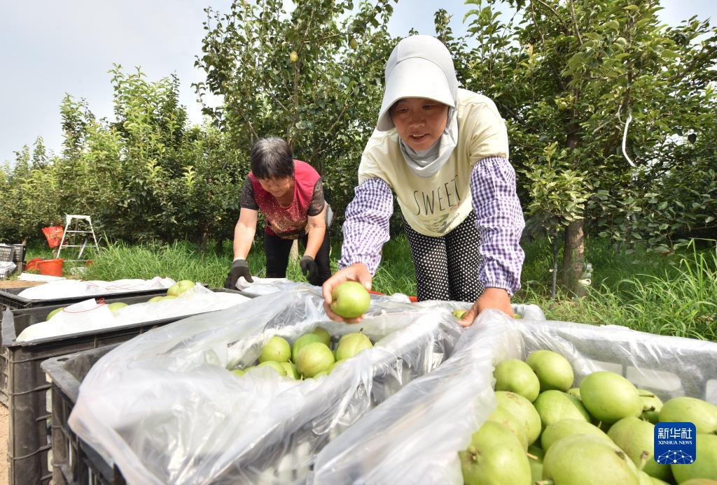 河北威县：沙荒地上梨果飘香