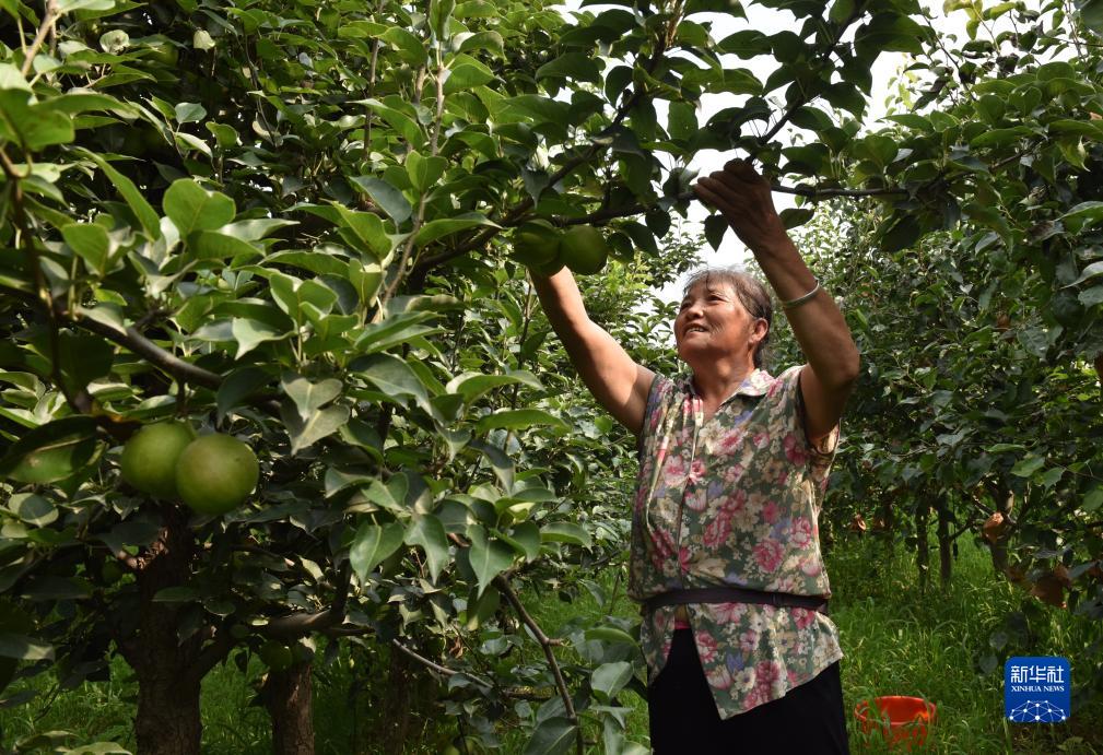 河北威县：沙荒地上梨果飘香