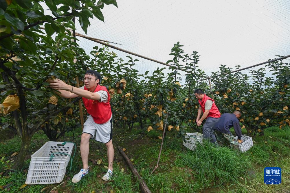 浙江湖州：志愿者助农忙抢收