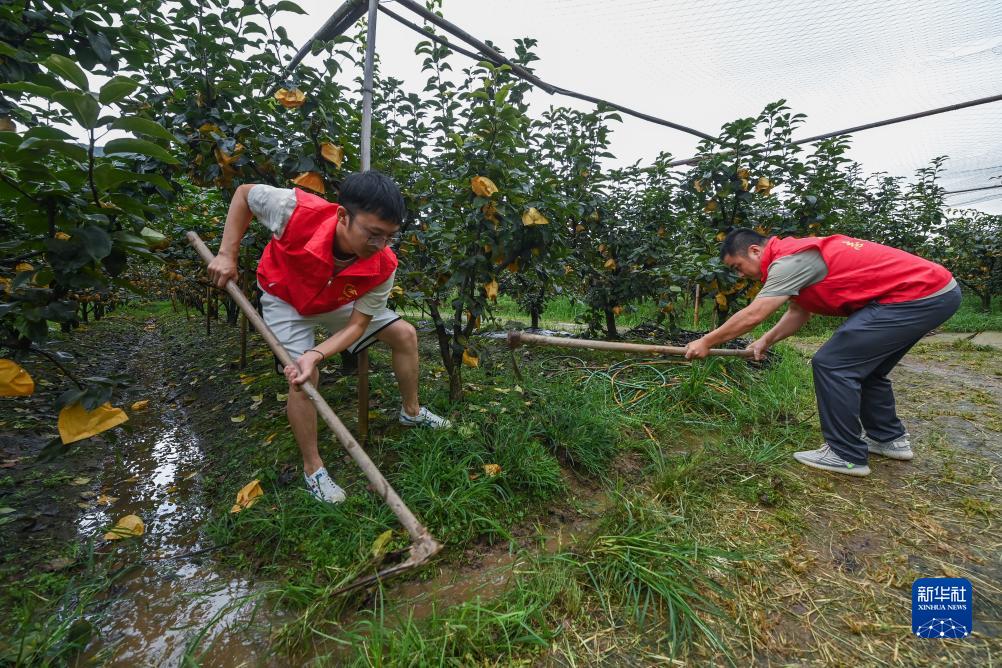 浙江湖州：志愿者助农忙抢收