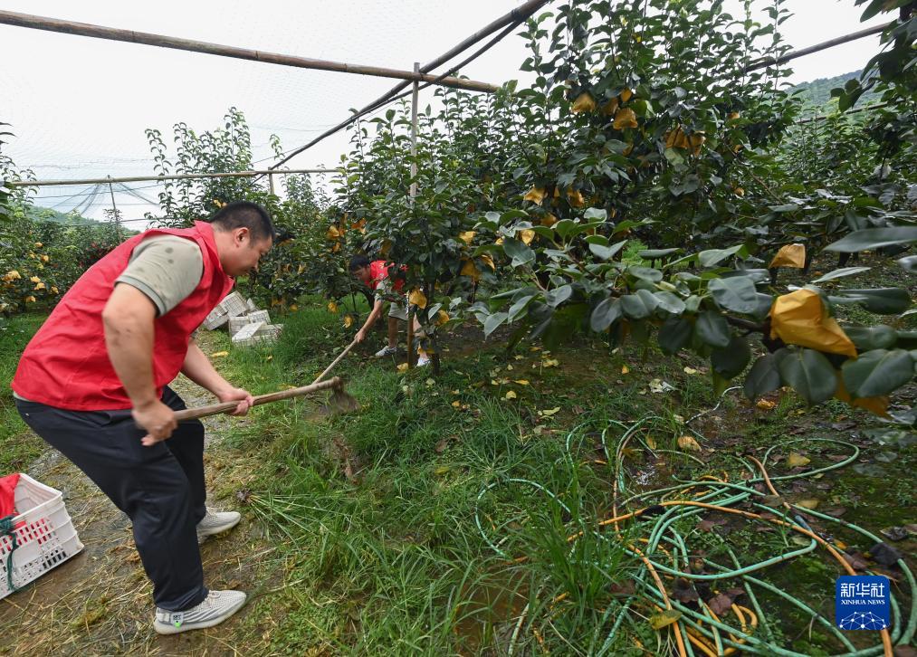浙江湖州：志愿者助农忙抢收