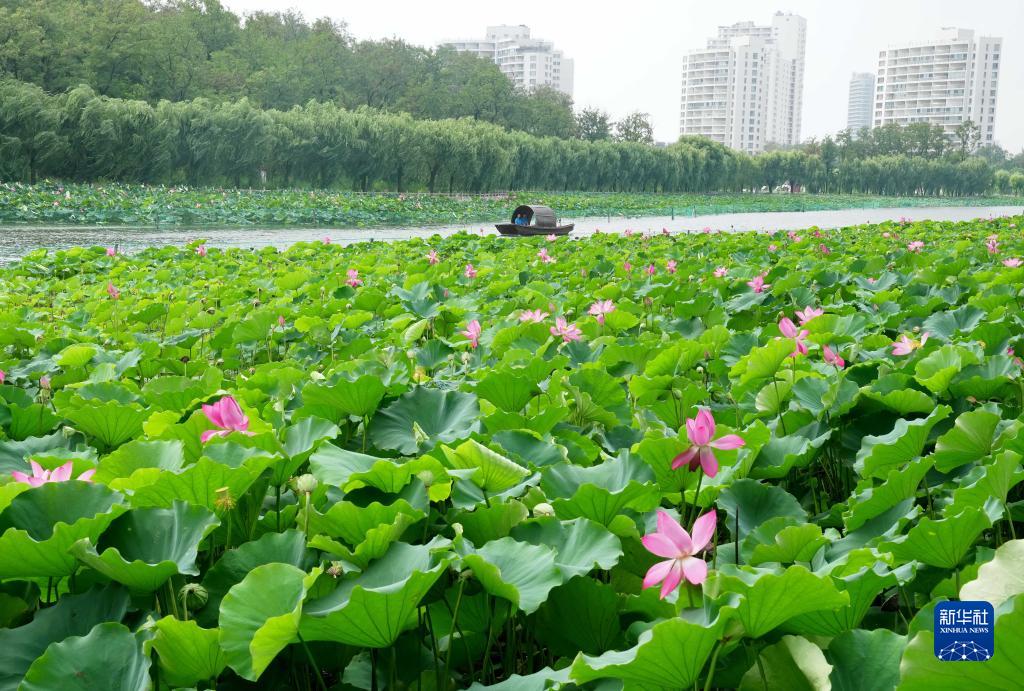 河北抚宁：夏荷引游人