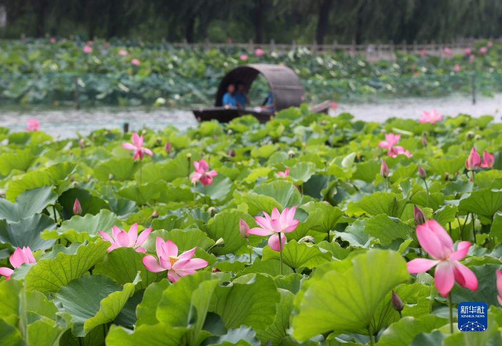 河北抚宁：夏荷引游人