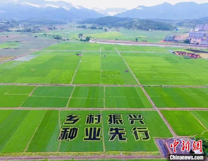 （高质量发展调研行）福建三明缘何成为“全国杂交水稻制种第一大市”？