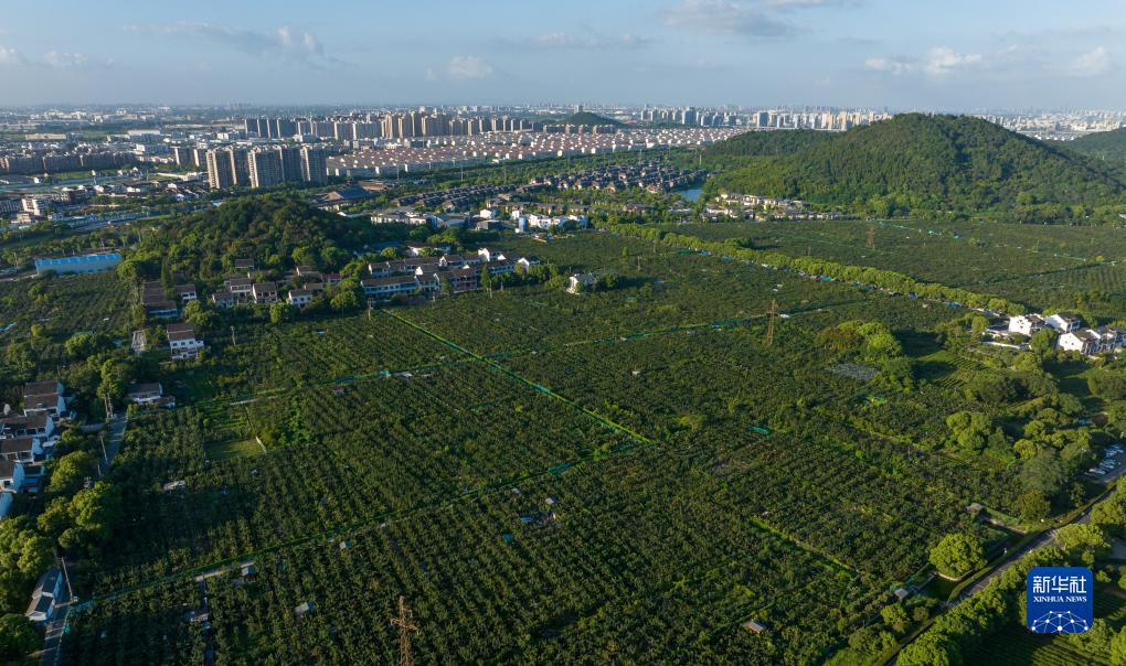 四季中国丨夏日树山村